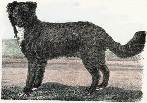 Newfoundland, Newfoundland - "Alfabet illustrerer dyr" 1800-tallet (gravering) av Edouard Travies