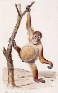Orangutang, 1836 av Edouard Travies