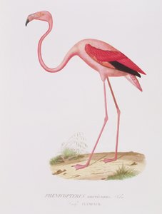 Phenicopterus americanus (Flamenco) (sic) gravert av Fournier, pub. av Bougeard av Edouard Travies