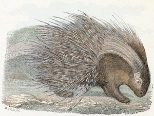 Svinekjøttepos (porc-epos) - "Alfabet illustrerer dyr" 1800-tallet (gravering)