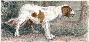 Spagneul (hund)- "Alfabet illustrerer dyr" 1800-tallet (gravering) av Edouard Travies