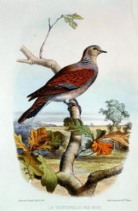 Turtelduen (farge litho) av Edouard Travies