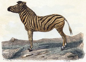 Zebra - "Alfabet illustrerer dyr" 1800-tallet (gravering) av Edouard Travies