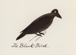 Edward Lear, The Bird Book: The Black Bird (farge litho)