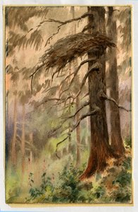 Goshawks nest, 1898-99 (wc på papir) av Edward Adrian Wilson