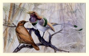 King bird of paradise, 1909 (wc på papir) av Edward Adrian Wilson