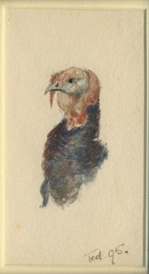 Studie av en kalkun, 1895 (wc på papir) av Edward Adrian Wilson