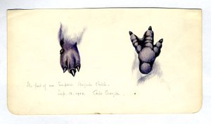 To studier av foten til en keiserpingvinkylling, 1901-04 (wc på papir) av Edward Adrian Wilson
