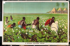 A Sudan Cotton Field, fra serien 'Empire Trade is Growing' (farge litho) av Edward Barnard Lintott