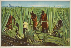 Sisal i Øst-Afrika, fra serien 'Empire Trade is Growing'