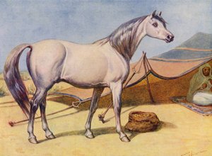 Arabisk hest (farge litho)