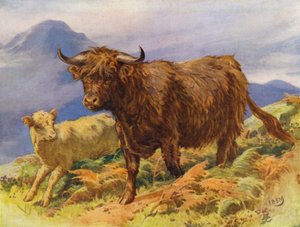 Highland ku og kalv (farge litho)