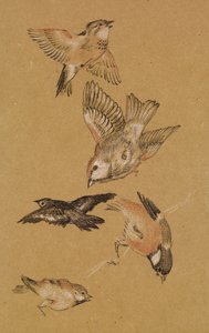 Love leading the Pilgrim - Study of Birds: Finches, 1897 av Edward Burne Jones