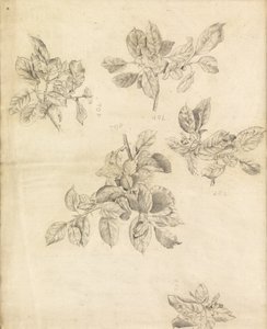 Studie av epler, muligens for bakgrunnen til "Arthur in Avalon", nummer 2 av Edward Burne Jones