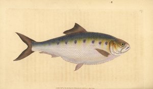 Allis shad, Alosa alosa (Shad, Clupea alosa). Håndfarget kobberplate tegnet og gravert av Edward Donovan fra hans Natural History of British Fishes, Donovan og F.C. og J. Rivington, London av Edward Donovan