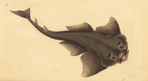 Angelshark, Squatina squatina. Kritisk truet. (Englehai, Squallus squatinus). Håndfarget kobberplate tegnet og gravert av Edward Donovan fra hans Natural History of British Fishes, Donovan og FC og J. Rivington, London