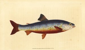 Røye, Salvelinus alpinus alpinus (Salvelian røye, Salmo salvelinus). Håndfarget kobberplate tegnet og gravert av Edward Donovan fra hans Natural History of British Fishes, Donovan og F.C. og J. Rivington, London