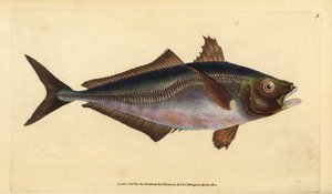 Atlantisk hestmakrell, Trachurus trachurus (Scad, Scomber trachurus). Håndfarget kobberplate tegnet og gravert av Edward Donovan fra hans Natural History of British Fishes, Donovan og F.C. og J. Rivington, London av Edward Donovan