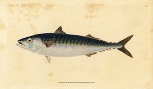 Atlantisk makrell, Scomber scombrus (Mackarel, Scomber scomber). Håndfarget kobberplate tegnet og gravert av Edward Donovan fra hans Natural History of British Fishes, Donovan og FC og J. Rivington, London av Edward Donovan