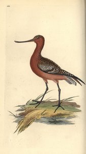 Stanghalespove, Limosa lapponica. Håndfarget kobberplate tegnet og gravert av Edward Donovan fra hans egen "Natural History of British Birds," London av Edward Donovan