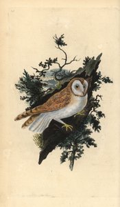 Barnugle, Tyto alba. Håndfarget kobberplate tegnet og gravert av Edward Donovan fra hans egen "Natural History of British Birds," London av Edward Donovan