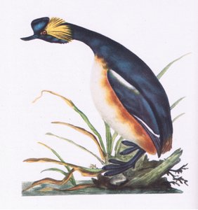 Black Necked Grebe, Nature in Britain utgitt av Collins, 1946