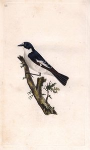 Svart gobbler. Ficedula hypoleuca (Muscicapa atricapilla). Kobberstikk av Edward Donovan (1768-1837), publisert i Natural History of British Birds, London