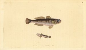 Svart kutel, Gobius niger. Håndfarget kobberplate tegnet og gravert av Edward Donovan fra hans Natural History of British Fishes, Donovan og F.C. og J. Rivington, London av Edward Donovan