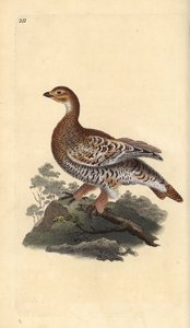 Orrfugl eller svartvilt, Tetrao tetrix. Håndfarget kobberplate tegnet og gravert av Edward Donovan fra hans egen "Natural History of British Birds," London av Edward Donovan