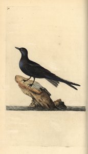 Svart tern, Chlidonias niger. Håndfarget kobberplate tegnet og gravert av Edward Donovan fra hans egen "Natural History of British Birds," London av Edward Donovan