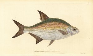 Brasmer, Abramis brama (Cyprinus brama). Håndfarget kobberplate tegnet og gravert av Edward Donovan fra hans Natural History of British Fishes, Donovan og F.C. og J. Rivington, London av Edward Donovan