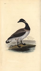 Brentgås, Branta bernicla. Håndfarget kobberplate tegnet og gravert av Edward Donovan fra hans egen "Natural History of British Birds," London av Edward Donovan
