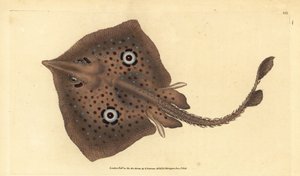 Brun skøyte eller speilstråle, Raja miraletus. Håndfarget kobberplate tegnet og gravert av Edward Donovan fra hans Natural History of British Fishes, Donovan og F.C. og J. Rivington, London av Edward Donovan