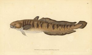 Burbot, Lota lota (Gadus lota). Håndfarget kobberplate tegnet og gravert av Edward Donovan fra hans Natural History of British Fishes, Donovan og F.C. og J. Rivington, London av Edward Donovan