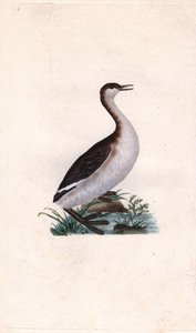 Castagny lappedykker. Tachybaptus ruficollis (Podiceps nigricans). Kobberstikk av Edward Donovan (1768-1837), publisert i Natural History of British Birds, London av Edward Donovan