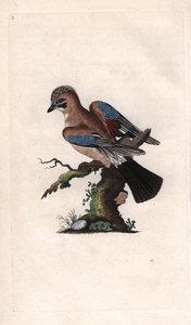 Chenes Jay. Garrulus glandarius (Corvus glandarius). Kobberstikk av Edward Donovan (1768-1837), publisert i Natural History of British Birds, London av Edward Donovan
