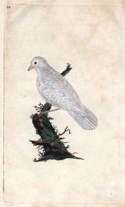 Chenes Jay. Garrulus glandarius. Kobberstikk av Edward Donovan (1768-1837), publisert i Natural History of British Birds, London av Edward Donovan