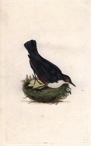 Dykkerdykker. Cinclus cinclus (Sturnus cinclus). Kobberstikk av Edward Donovan (1768-1837), publisert i Natural History of British Birds, London av Edward Donovan