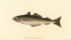 Sei eller sei, Pollachius virens (Gadus carbonarius). Håndfarget kobberplate tegnet og gravert av Edward Donovan fra hans Natural History of British Fishes, Donovan og F.C. og J. Rivington, London