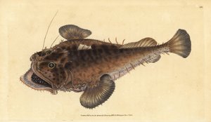 Vanlig stangfisk, Lophius piscatorius. Håndfarget kobberplate tegnet og gravert av Edward Donovan fra hans Natural History of British Fishes, Donovan og F.C. og J. Rivington, London
