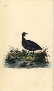 Vanlig hønsehøne, Fulica atra. Håndfarget kobberplate tegnet og gravert av Edward Donovan fra hans egen "Natural History of British Birds," London av Edward Donovan