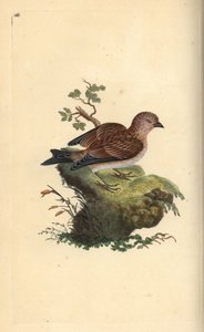 Vanlig grå linnet, Carduelis cannabina. Håndfarget kobberplate tegnet og gravert av Edward Donovan fra hans egen "Natural History of British Birds," London av Edward Donovan