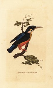 Vanlig isfugl, Alcedo atthis av Edward Donovan