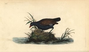 Vanlig myrhøne, Gallinula chloropus. Håndfarget kobberplate tegnet og gravert av Edward Donovan fra hans egen "Natural History of British Birds," London av Edward Donovan