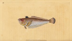 Vanlig eller storsvit, Trachinus draco. Håndfarget kobberplate tegnet og gravert av Edward Donovan fra hans Natural History of British Fishes, Donovan og F.C. og J. Rivington, London av Edward Donovan
