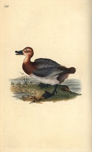 Vanlig pochard eller rødhodet piker, Aythra ferina (hun). Håndfarget kobberplate tegnet og gravert av Edward Donovan fra hans egen "Natural History of British Birds," London av Edward Donovan