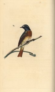 Vanlig rødstjert, Phoenicurus phoenicurus. Håndfarget kobberplate tegnet og gravert av Edward Donovan fra hans egen "Natural History of British Birds," London av Edward Donovan