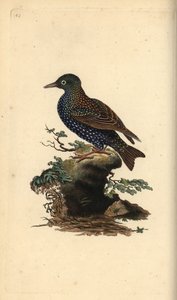 Vanlig stær, Sturnus vulgaris. Håndfarget kobberplate tegnet og gravert av Edward Donovan fra hans egen "Natural History of British Birds," London av Edward Donovan