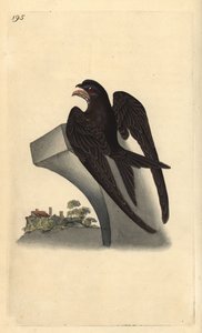 Vanlig rask, Apus apus. Håndfarget kobberplate tegnet og gravert av Edward Donovan fra hans egen "Natural History of British Birds," London av Edward Donovan