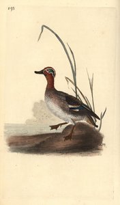 Vanlig krikkand, Anas crecca, hann. Håndfarget kobberplate tegnet og gravert av Edward Donovan fra hans egen "Natural History of British Birds," London av Edward Donovan